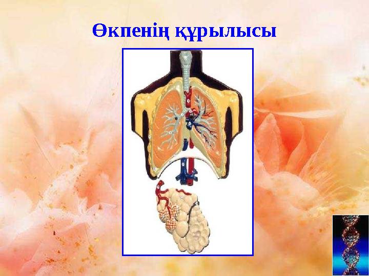 Өкпенің құрылысы