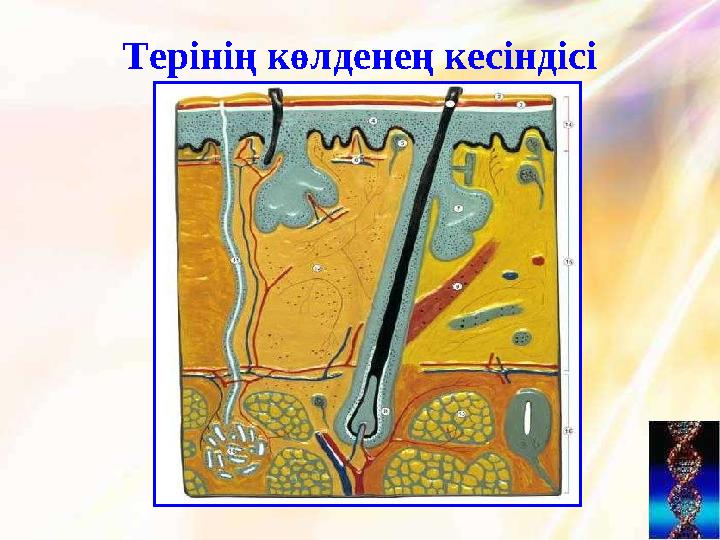 Терінің көлденең кесіндісі