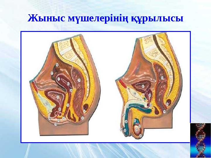 Жыныс мүшелерінің құрылысы