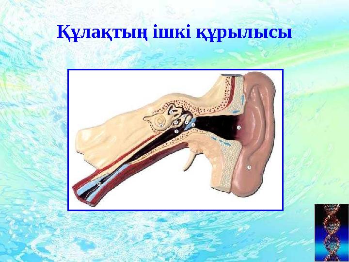 Құлақтың ішкі құрылысы