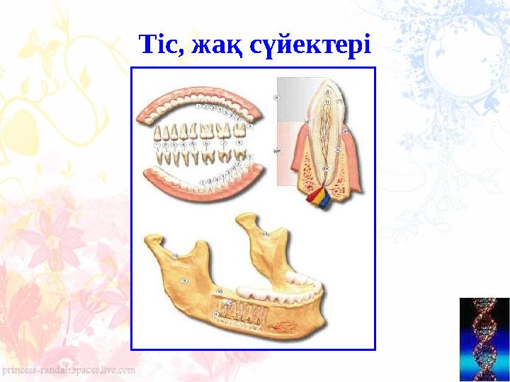 Тіс, жақ сүйектері