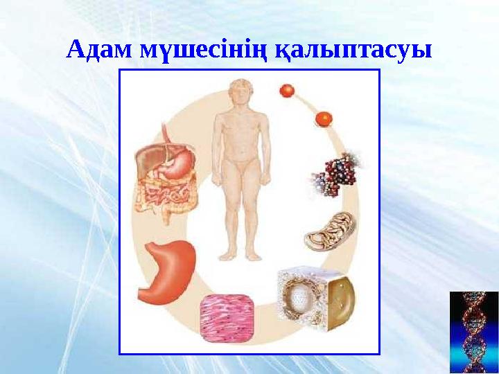 Адам мүшесінің қалыптасуы