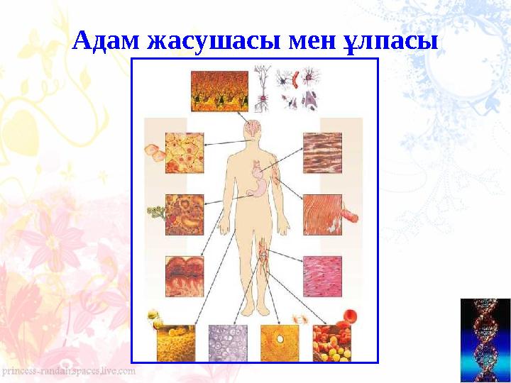 Адам жасушасы мен ұлпасы