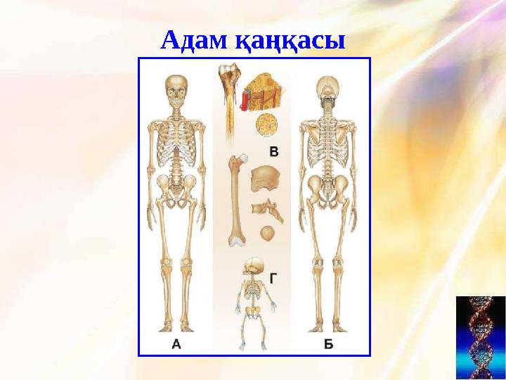 Адам қаңқасы