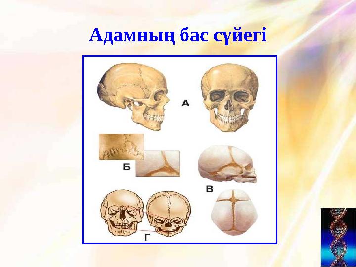 Адамның бас сүйегі