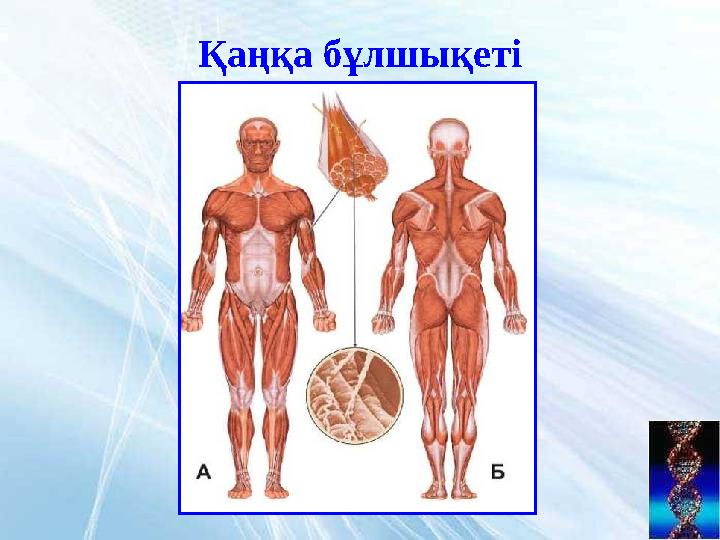 Қаңқа бұлшықеті