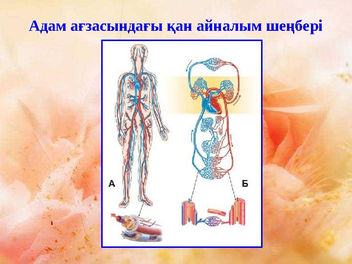Адам ағзасындағы қан айналым шеңбері