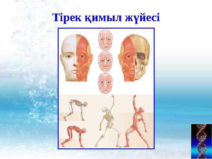 Тірек қимыл жүйесі