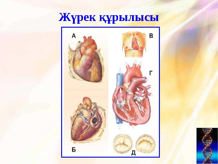 Жүрек құрылысы
