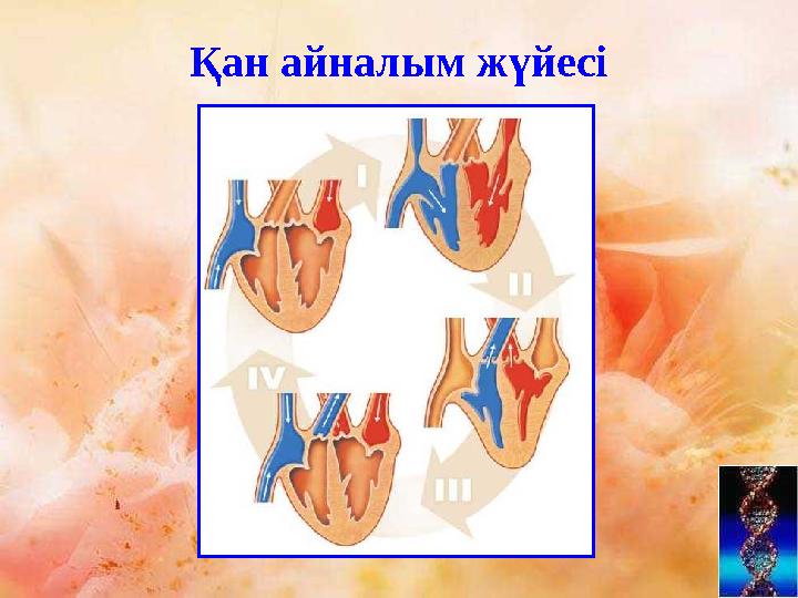 Қан айналым жүйесі