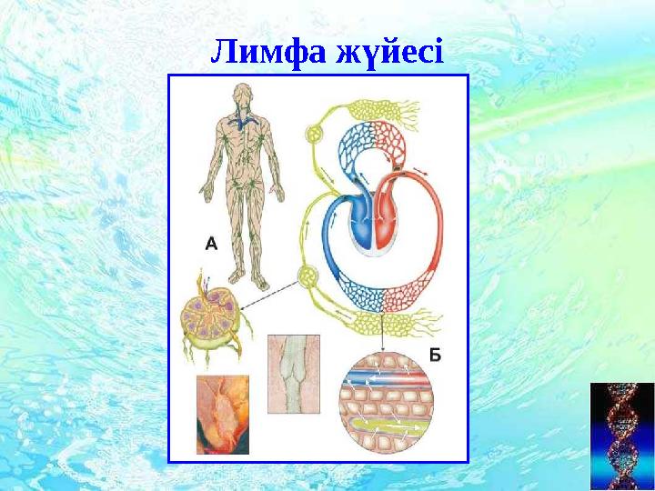 Лимфа жүйесі