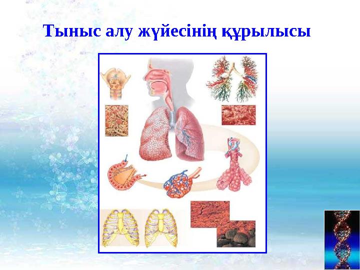 Тыныс алу жүйесінің құрылысы