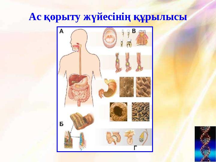 Ас қорыту жүйесінің құрылысы