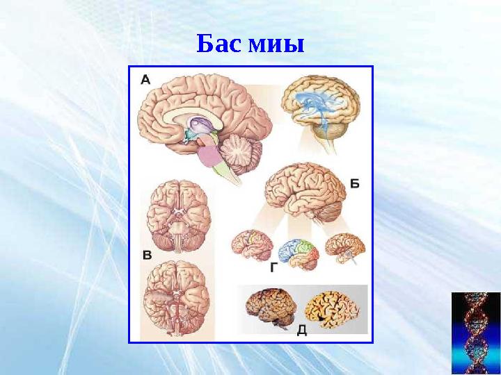 Бас миы