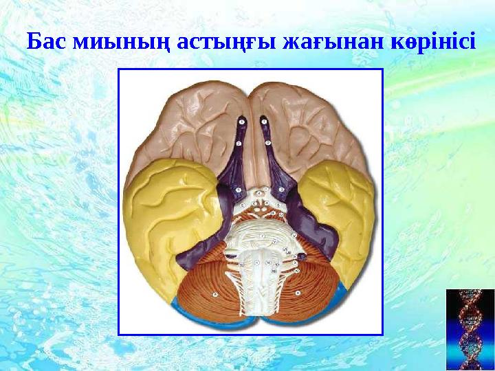 Бас миының астыңғы жағынан көрінісі