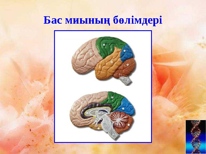 Бас миының бөлімдері