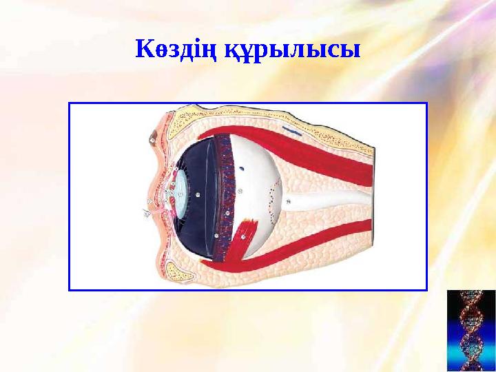 Көздің құрылысы