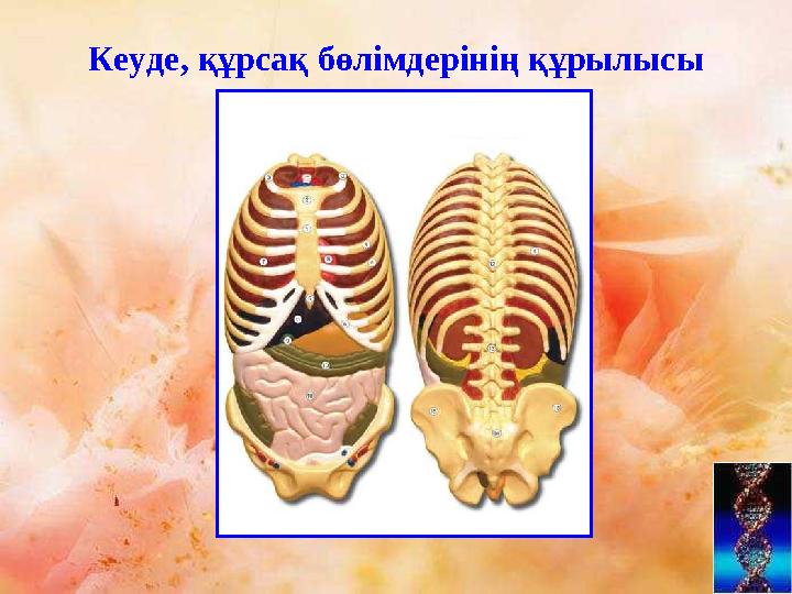 Кеуде, құрсақ бөлімдерінің құрылысы