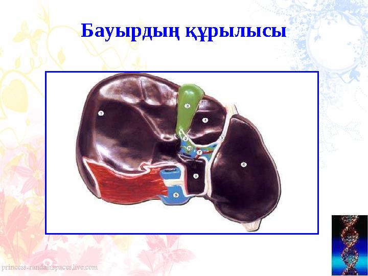 Бауырдың құрылысы