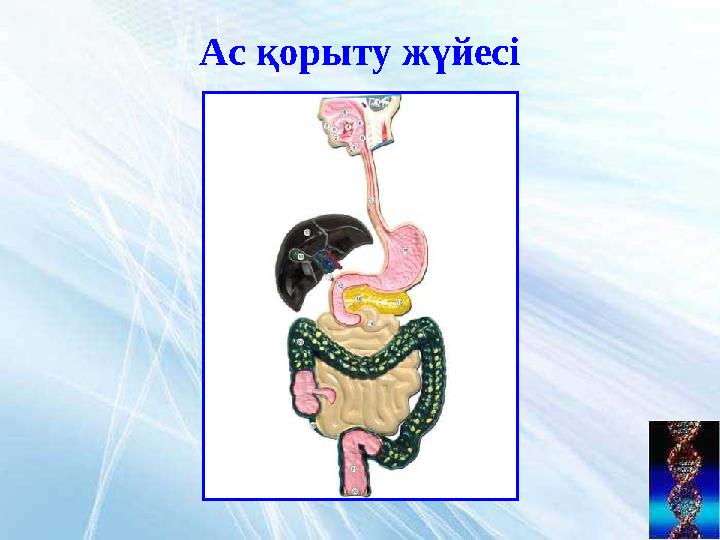 Ас қорыту жүйесі
