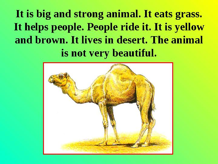 It is big and strong animal. It eats grass. It helps people. People ride it. It is yellow and brown. It lives in desert. The a