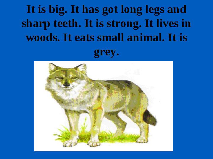 It is big. It has got long legs and sharp teeth. It is strong. It lives in woods. It eats small animal. It is grey.
