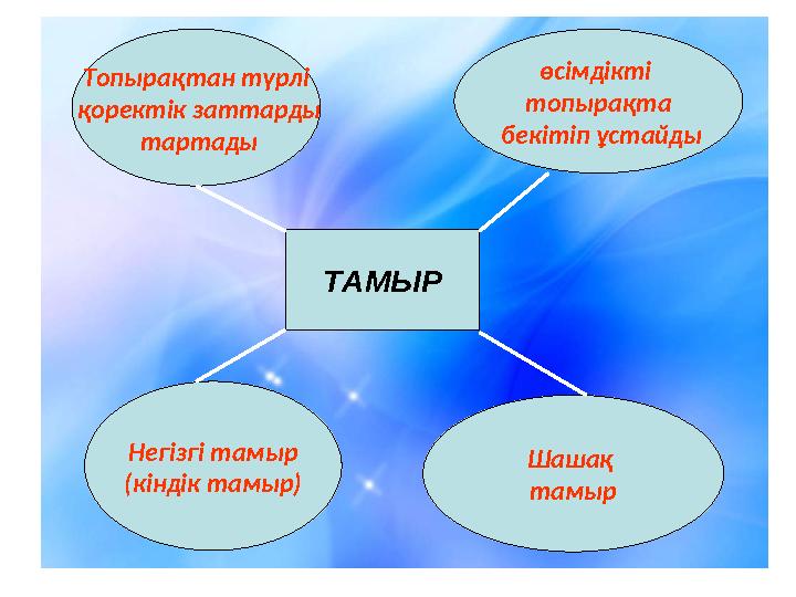 ТАМЫРТопырақтан түрлі қоректік заттарды тартады өсімдікті топырақта бекітіп ұстайды Негізгі тамыр (кіндік тамыр) Шашақ т