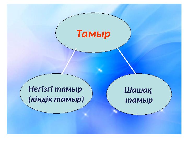 Тамыр Негізгі тамыр (кіндік тамыр) Шашақ тамыр