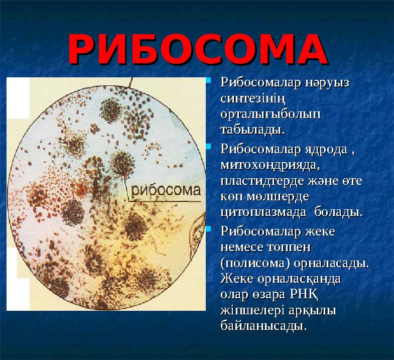 РИБОСОМАРИБОСОМА  Рибосомалар нәруыз Рибосомалар нәруыз синтезінің синтезінің орталығыболып орталығыболып табылады.табылады.