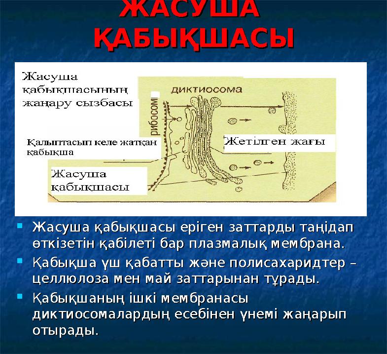 ЖАСУША ЖАСУША ҚАБЫҚШАСЫҚАБЫҚШАСЫ  Жасуша қабықшасы еріген заттарды таңідап Жасуша қабықшасы еріген заттарды таңідап өткізет