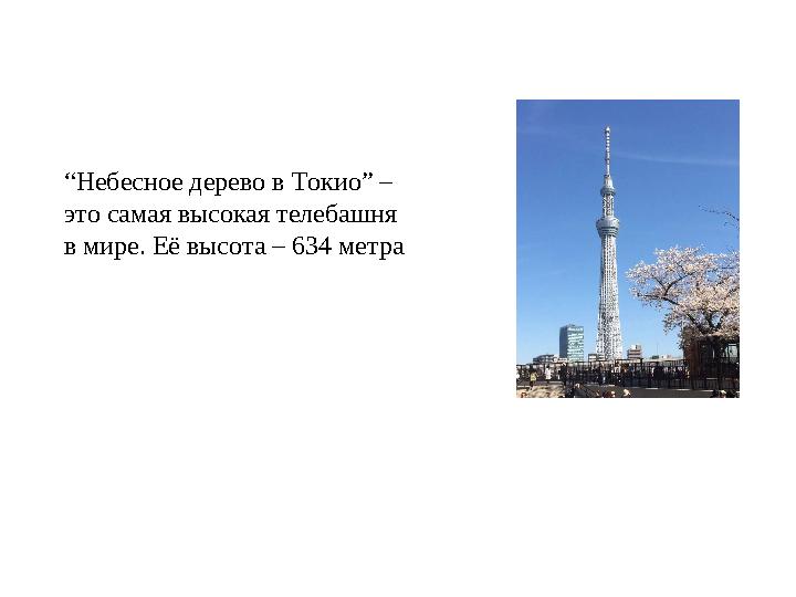 “Небесное дерево в Токио” – это самая высокая телебашня в мире. Её высота – 634 метра