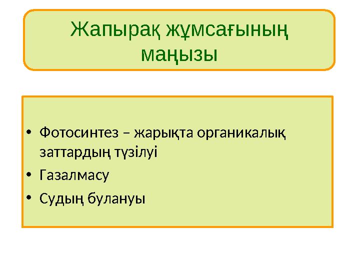 Жапырақ жұмсағының маңызы • Фотосинтез – жарықта органикалық заттардың түзілуі • Газалмасу • Судың булануы