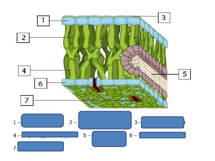 1 – Үстіңгі эпидерма 2 – Бағаналы мезофилл 3 – Кутикула қабаты 4 – Борпылдақ мезофилл 5 – Өткізгіш шоқ 6 – Төменгі эп