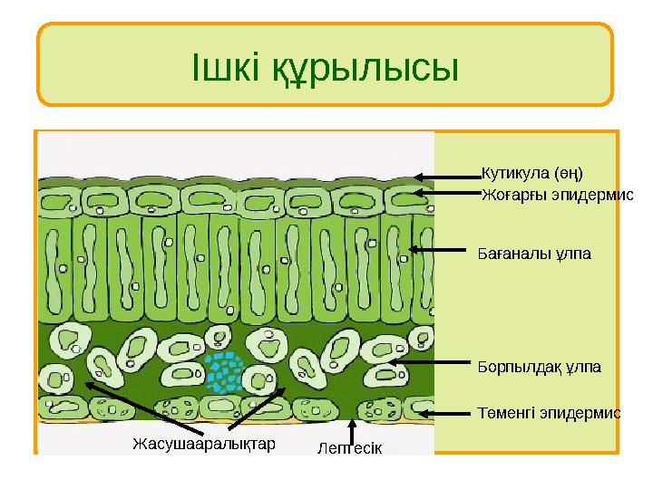 Ішкі құрылысы Жоғарғы эпидермис Бағаналы ұлпа Борпылдақ ұлпа Төменгі эпидермис ЛептесікЖасушааралықтар Кутикула (өң)