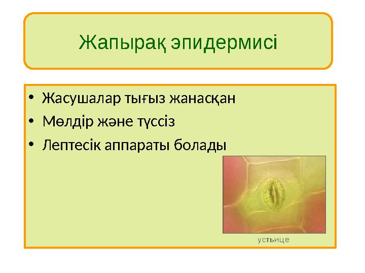 Внутреннее строениеЖапырақ эпидермисі • Жасушалар тығыз жанасқан • Мөлдір және түссіз • Лептесік аппараты болады