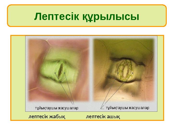 Лептесік құрылысы лептесік жабық лептесік ашық тұйықтаушы жасушалар тұйықтаушы жасушалар