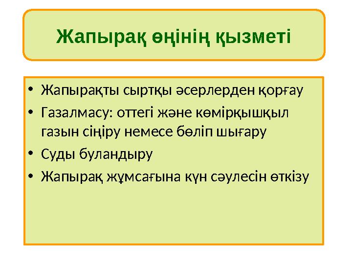 Жапырақ өңінің қызметі • Жапырақты сыртқы әсерлерден қорғау • Газалмасу: оттегі және көмірқышқыл газын сіңіру немесе бөліп шыға