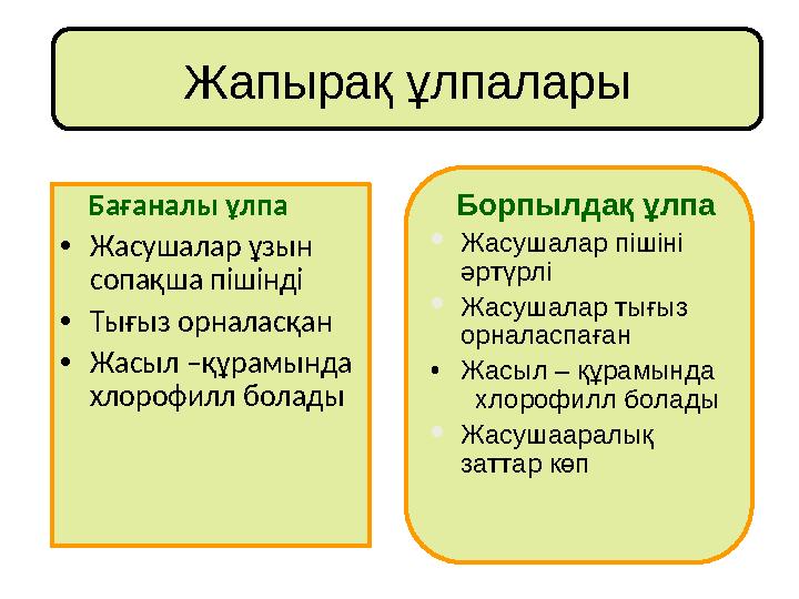 Жапырақ ұлпалары Бағаналы ұлпа • Жасушалар ұзын сопақша пішінді • Тығыз орналасқан • Жасыл –құрамында хлорофилл болады