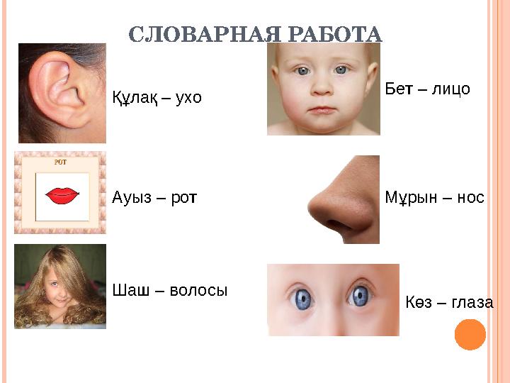 СЛОВАРНАЯ РАБОТА Мұрын – нос Құлақ – ухо Көз – глаза Шаш – волосы Бет – лицо Ауыз – рот