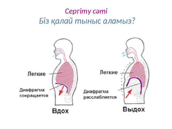 Сергіту сәті Біз қалай тыныс аламыз?