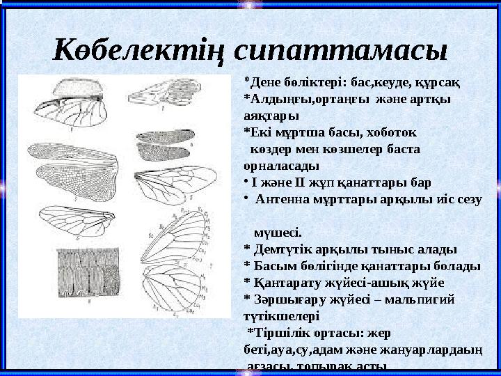 Көбелектің сипаттамасы *Дене бөліктері: бас,кеуде, құрсақ *Алдыңғы,ортаңғы және артқы аяқтары *Екі мұртша басы, хоботок кө