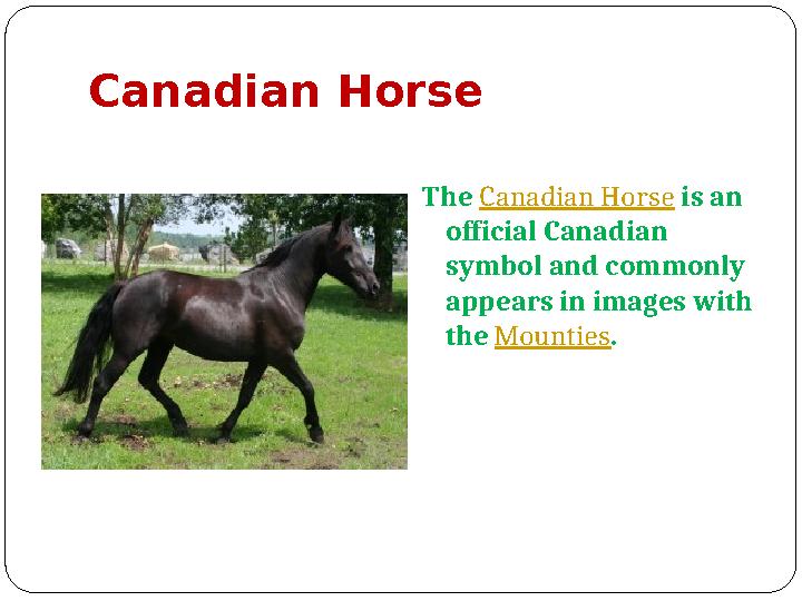 Canadian Horse The Canadian Horse is an official Canadian symbol and commonly appears in images with the Mounties .