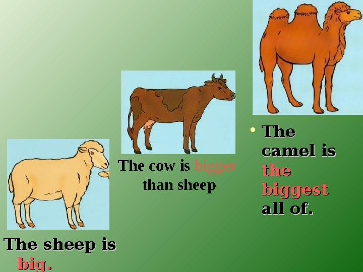 The sheep isThe sheep is big.big. •The The camel iscamel is the the biggestbiggest all of.all of. The cow is bigger tha