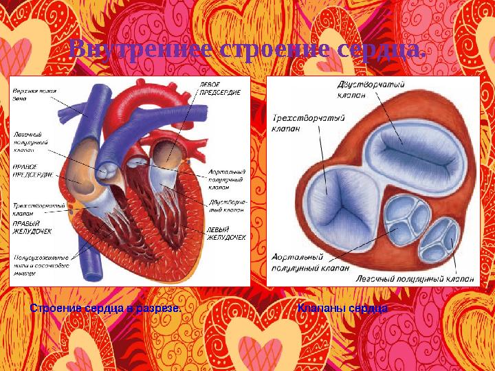 Внутреннее строение сердца. Строение сердца в разрезе. Клапаны сердца