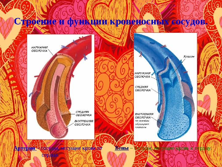 Строение и функции кровеносных сосудов. Артерии – сосуды, несущие кровь от сердца. Вены – сосуды,