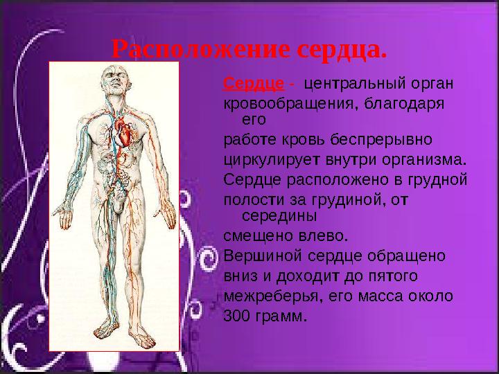 Расположение сердца. Сердце - центральный орган кровообращения, благодаря его работе кровь беспрерывно циркулирует вну