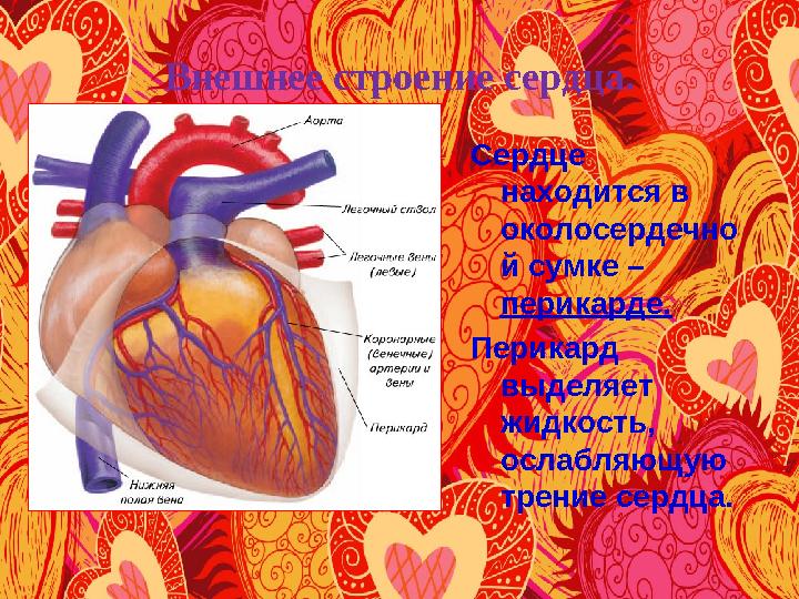 Внешнее строение сердца. Сердце находится в околосердечно й сумке – перикарде. Перикард выделяет жидкость, ослабляющую