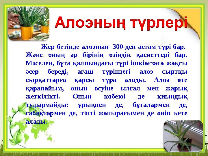 Жер бетінде алоэның 300-ден астам түрі бар. Және оның әр бірінің өзіндік қасиеттері бар. Мәселен, бұта қалпындағы түрі