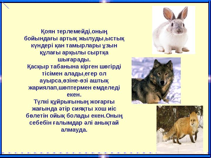 Қоян терлемейді,оның бойындағы артық жылуды,ыстық күндері қан тамырлары ұзын құлағы арқылы сыртқа шығарады. Қасқыр табанына