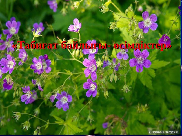 Оқушылар өсімдіктер,жануарлар, аң-құстар туралы көп шығарған ақын, дәрігерТұрысбек Еділбаевтың өлеңдерінен үзінділер келтіреді.
